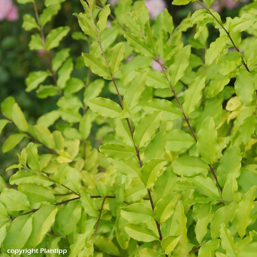 Ligustrum sinense Sunshine - Chinese Privet (Foliage)