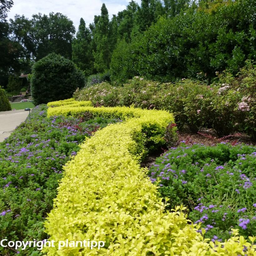 Ligustrum sinense Sunshine - Chinese Privet (Plant habit)