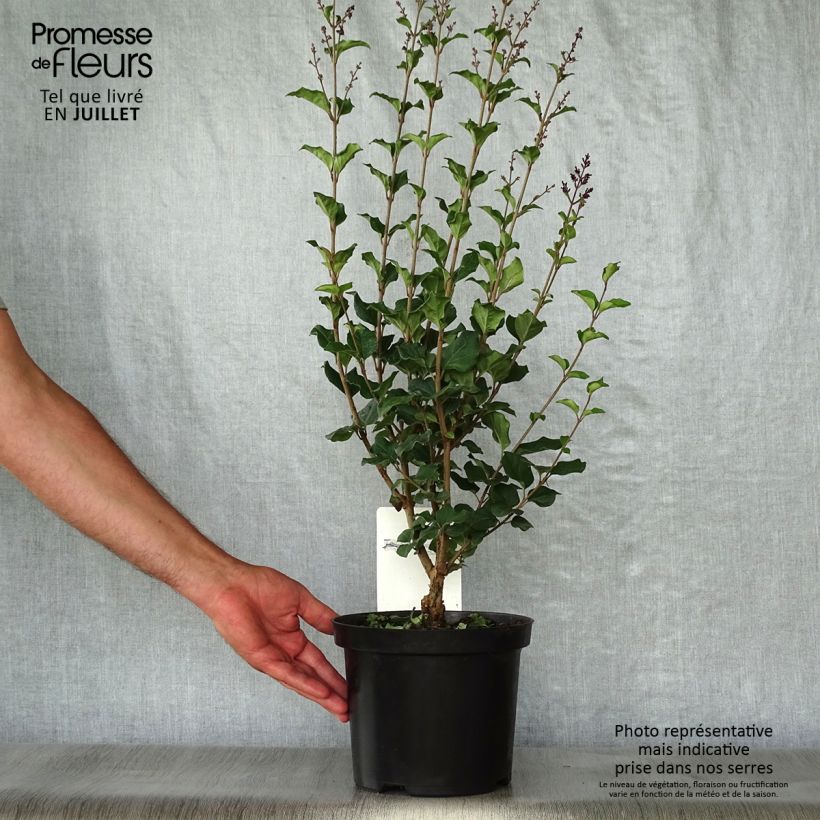 Syringa hybride Bloomerang Dark Purple - Lilac 3L/4L pot sample as delivered in summer