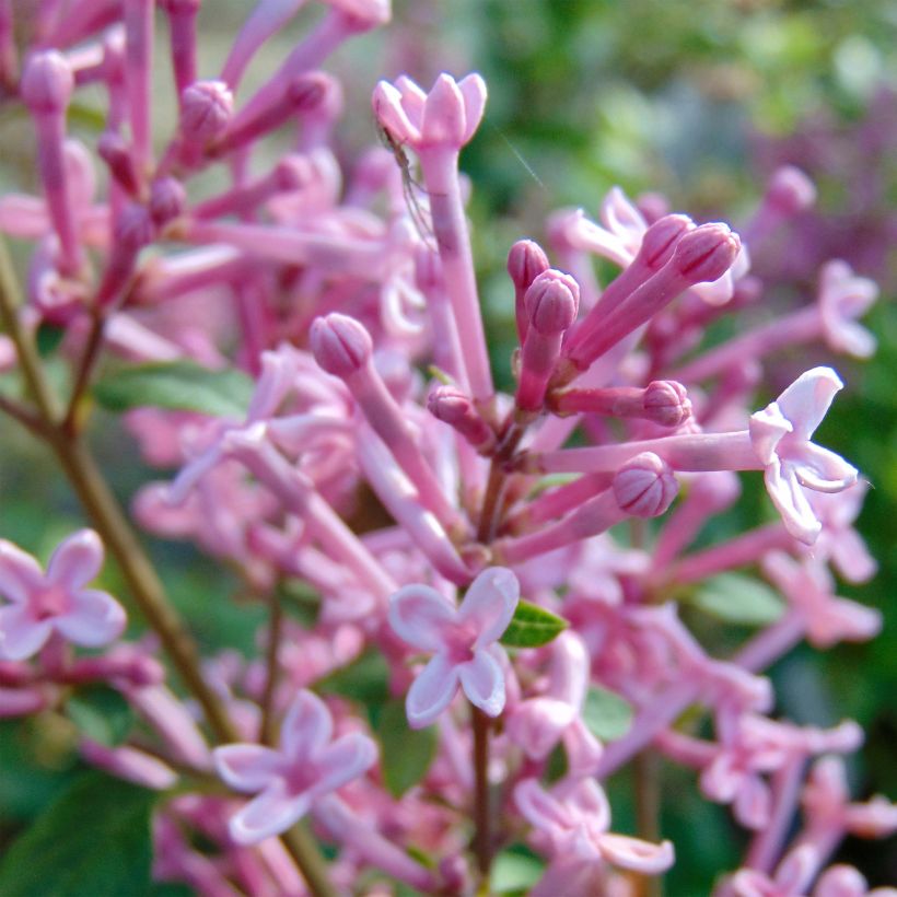 Syringa Pink Perfume - Lilac (Flowering)
