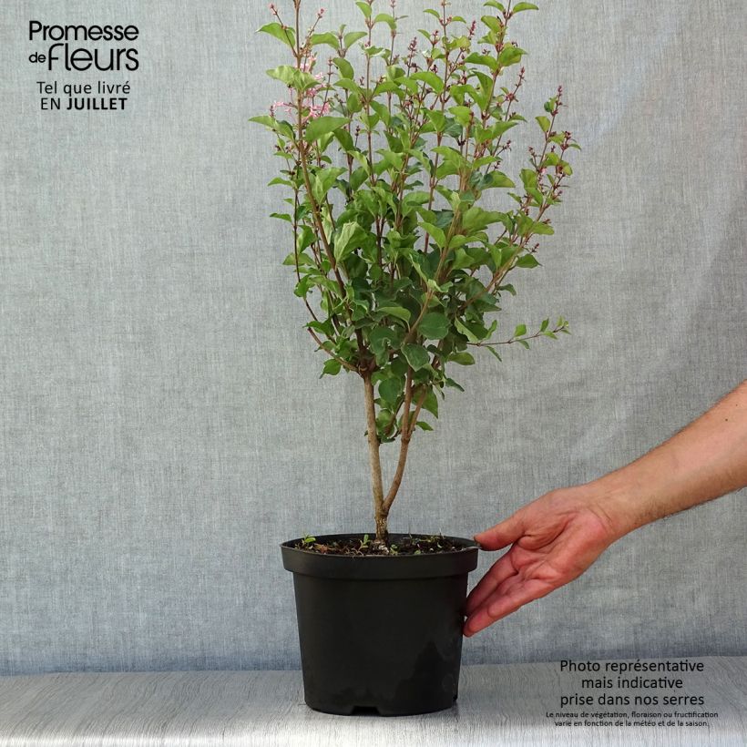 Syringa Pink Perfume - Lilac 2L/3L pot sample as delivered in summer