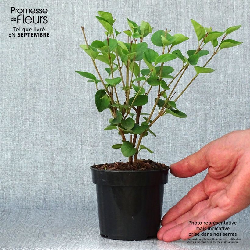 Syringa meyeri  microphylla Tinkerbelle - Lilac 10cm/11cm pot sample as delivered in autumn