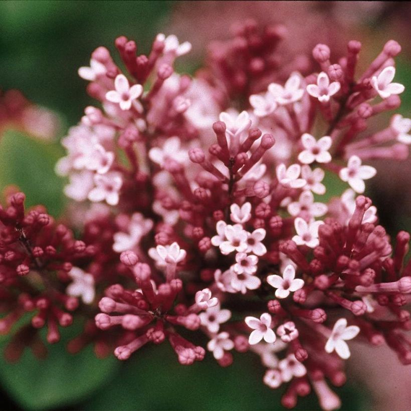 Syringa meyeri  microphylla Tinkerbelle - Lilac (Flowering)