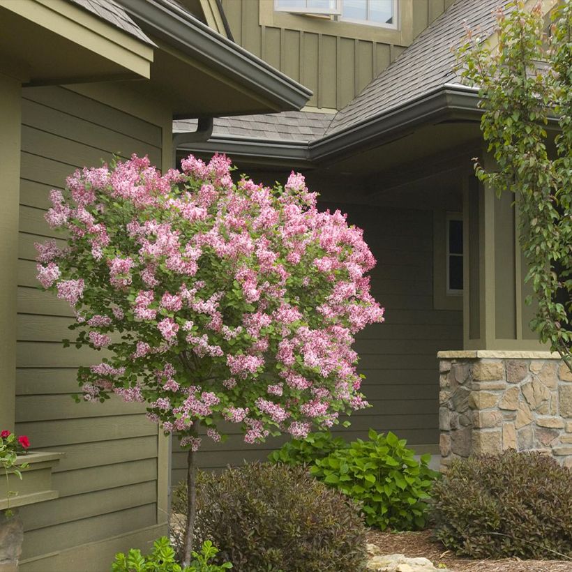 Syringa meyeri  microphylla Tinkerbelle - Lilac (Plant habit)