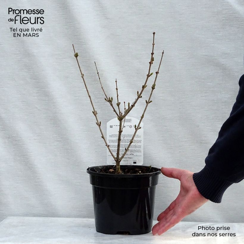 Syringa meyeri Palibin - Lilac 2L/3L potShipped height around 30/35cm sample as delivered in spring