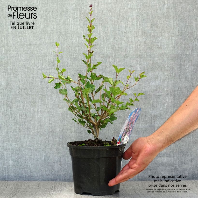 Syringa meyeri Palibin - Lilac 2L/3L pot sample as delivered in summer