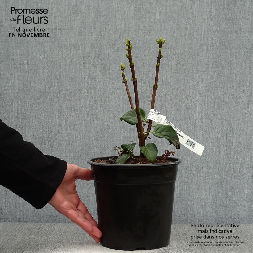 Syringa vulgaris Capitaine Baltet - Common Lilac 4L/5L pot sample as delivered in autumn