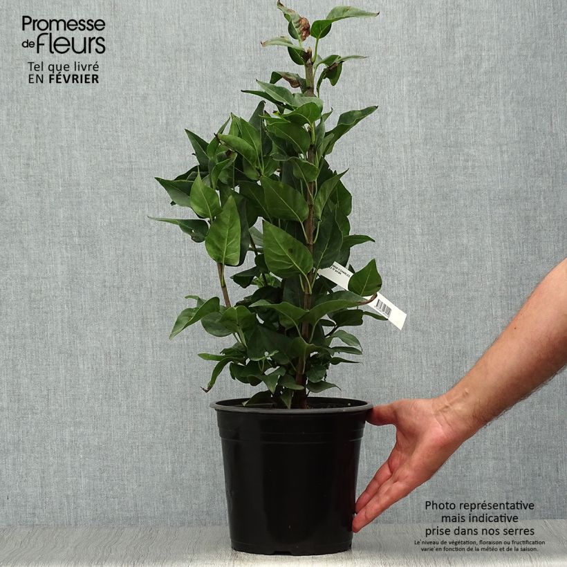 Syringa vulgaris Charles Joly - Common Lilac 2L/3L pot sample as delivered in autumn