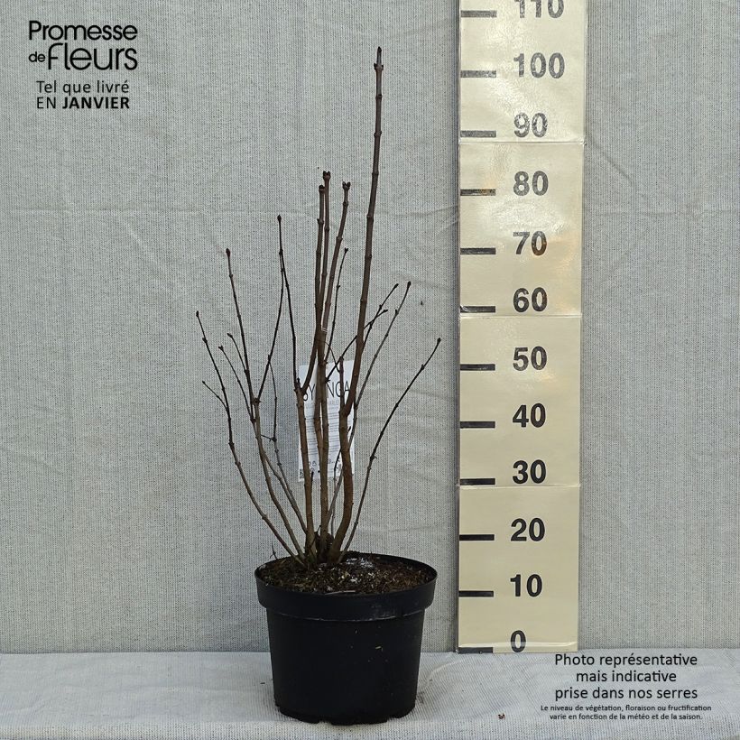 Syringa vulgaris Charles Joly - Common Lilac 7.5L/10L pot sample as delivered in winter