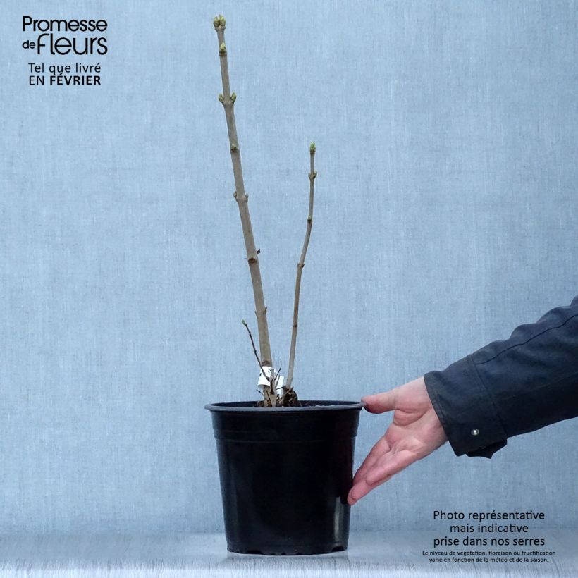 Syringa vulgaris Dentelle dAnjou - Common Lilac 4L/5L pot sample as delivered in winter
