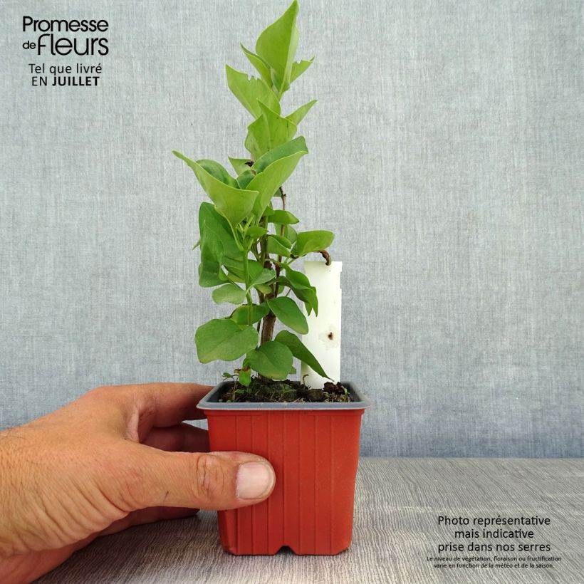 Syringa vulgaris Katherine Havemeyer - Common Lilac 8/9 cm pot sample as delivered in summer