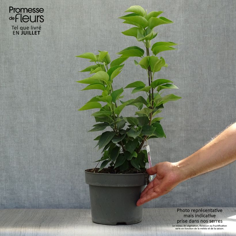 Syringa vulgaris Michel Buchner - Common Lilac 4L/5L pot sample as delivered in summer