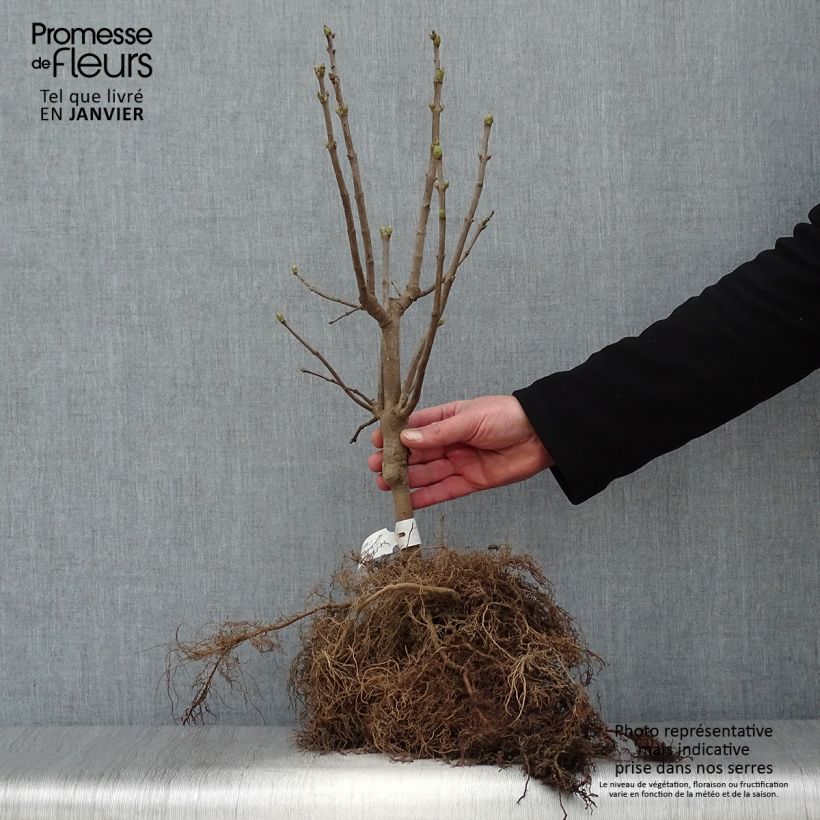 Syringa vulgaris Michel Buchner - Common Lilac Bare root sample as delivered in winter