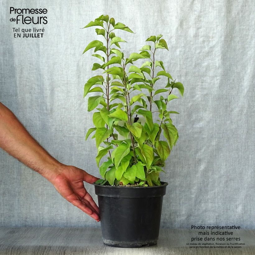 Syringa vulgaris Prince Wolkonsky - Common Lilac 3L/4L pot sample as delivered in summer