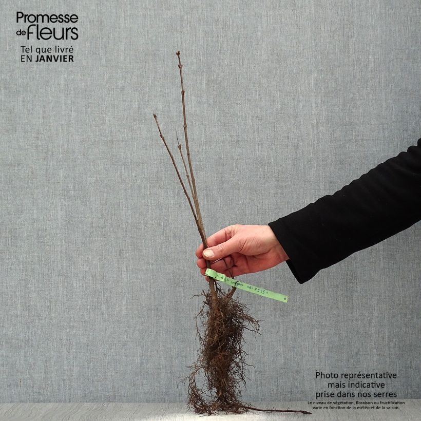 Syringa vulgaris - Common Lilac Bare root sample as delivered in winter