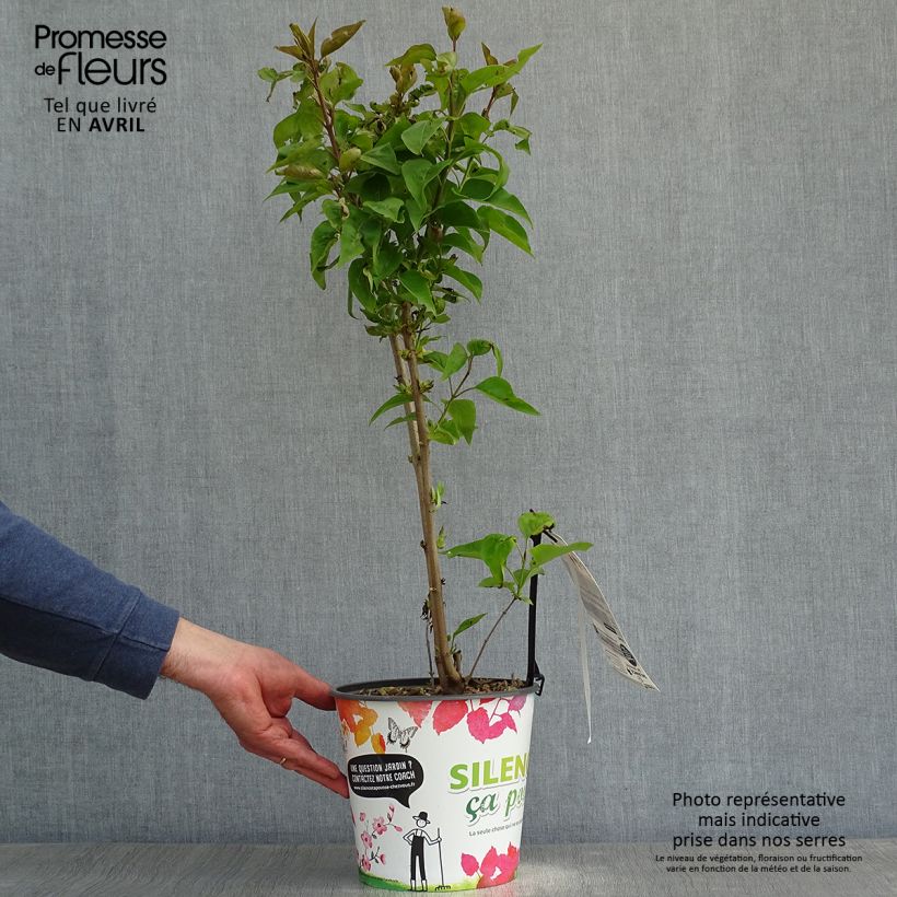 Syringa vulgaris Zhemchuzhina 4L/5L pot sample as delivered in spring