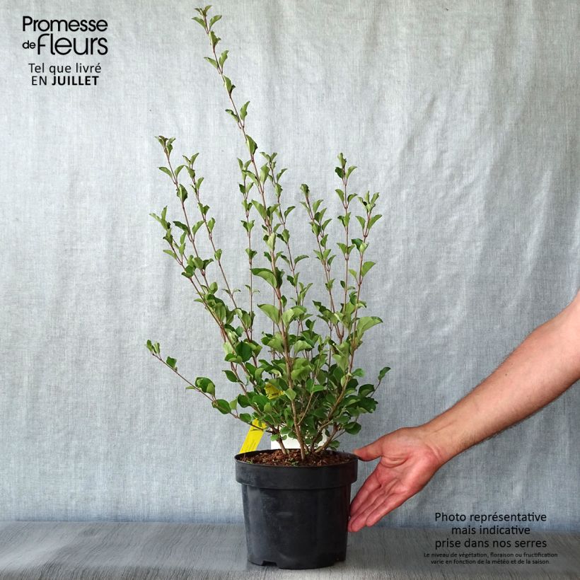 Syringa microphylla 'Red Pixie' 3L/4L pot sample as delivered in summer