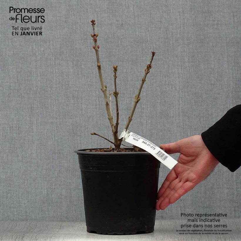 Syringa vulgaris Comtesse Dharcourt - Common Lilac 4L/5L pot sample as delivered in winter