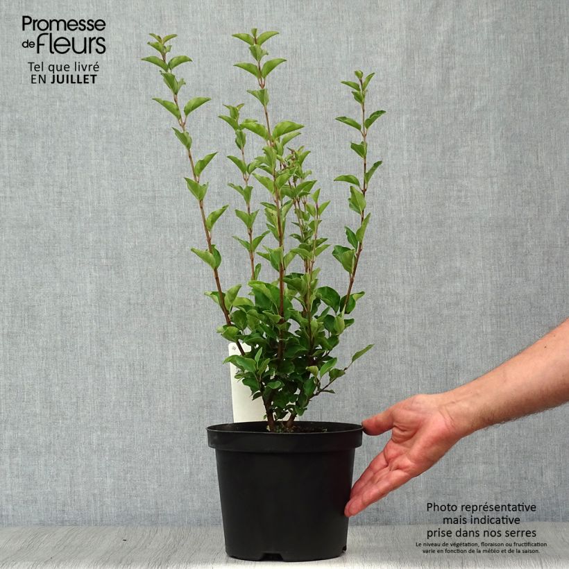 Syringa velutina Josée - Lilac 3L/4L pot sample as delivered in summer