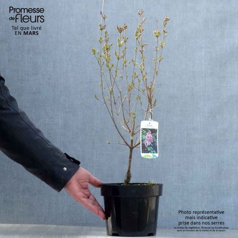 Syringa microphylla Superba - Lilac 2L/3L potShipped height around 40cm sample as delivered in spring