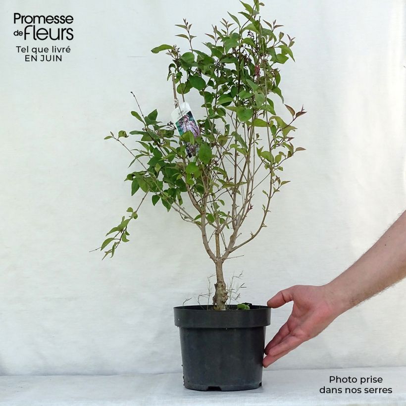 Syringa microphylla Superba - Lilac 2L/3L pot sample as delivered in summer