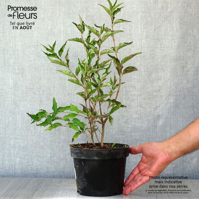 Syringa patula Miss Kim - Lilac 2L/3L pot sample as delivered in summer