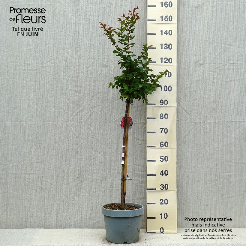 Lagerstroemia indica Berry Dazzle 7.5L/10L pot sample as delivered in summer