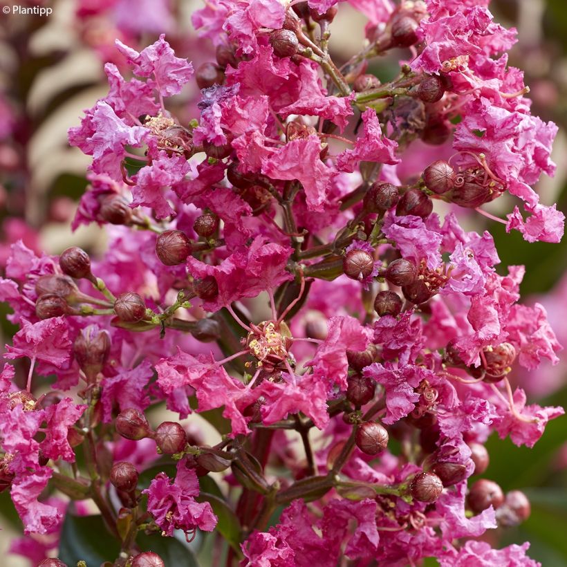 Lagerstroemia indica Berry Dazzle (Flowering)