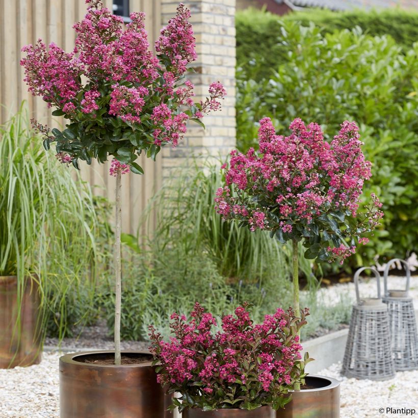 Lagerstroemia indica Berry Dazzle (Plant habit)