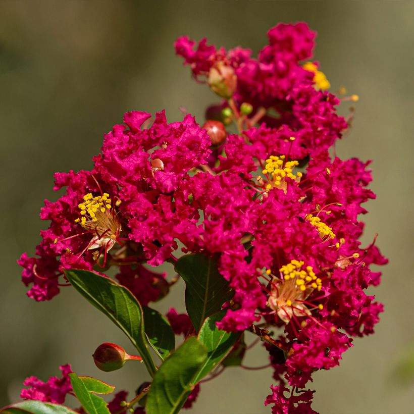 Lagerstroemia indica Caroline Beauty - Crape Myrtle (Flowering)