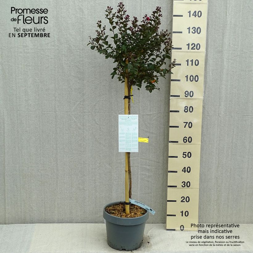 Lagerstroemia indica Play It Again Double Feature - Crape Myrtle 7.5L/10L pot sample as delivered in summer