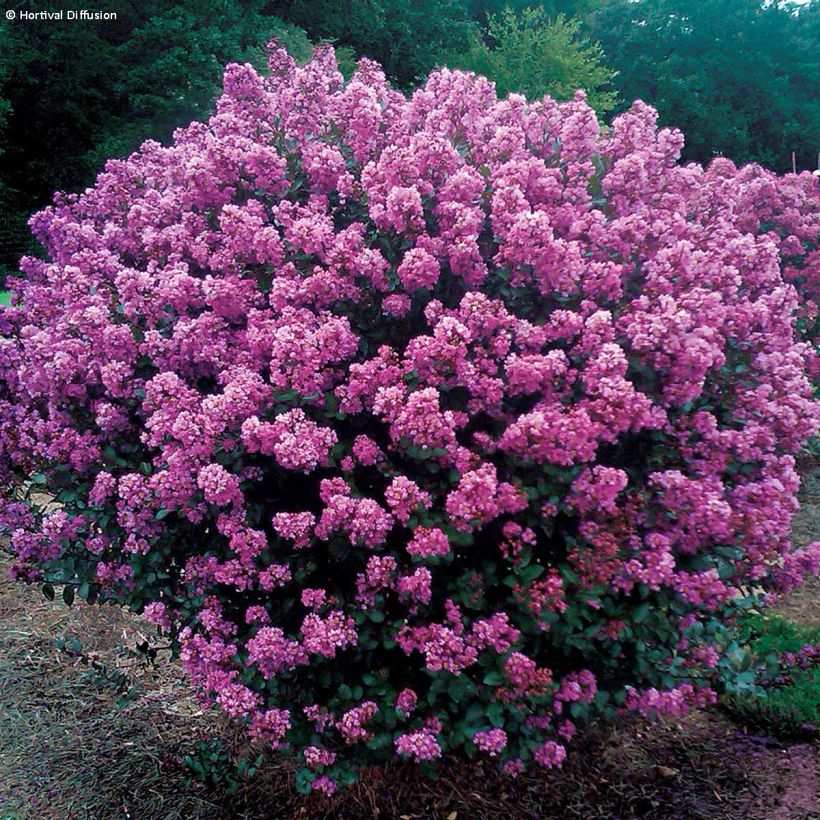 Lagerstroemia Enduring Summer Lavender - Crape Myrtle (Plant habit)