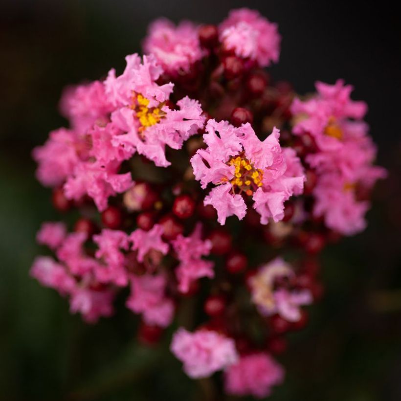 Lagerstroemia indica Enduring Pink - Crape Myrtle (Flowering)