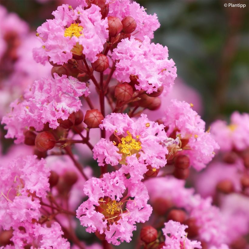 Lagerstroemia indica Eveline - Crape Myrtle (Flowering)