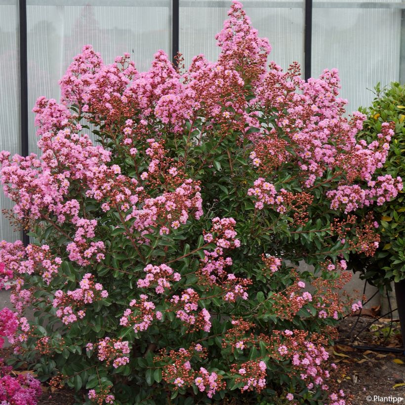 Lagerstroemia indica Eveline - Crape Myrtle (Plant habit)