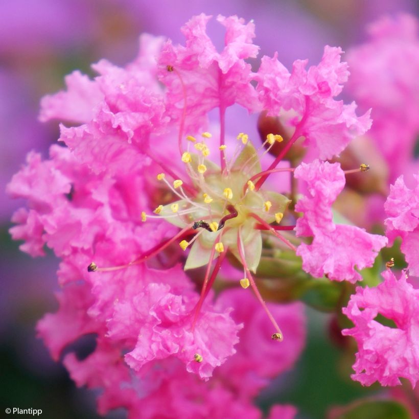 Lagerstroemia indica Girl with Love - Crape Myrtle (Flowering)