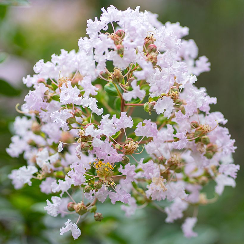 Lagerstroemia indica La Fayette - Crape Myrtle (Flowering)