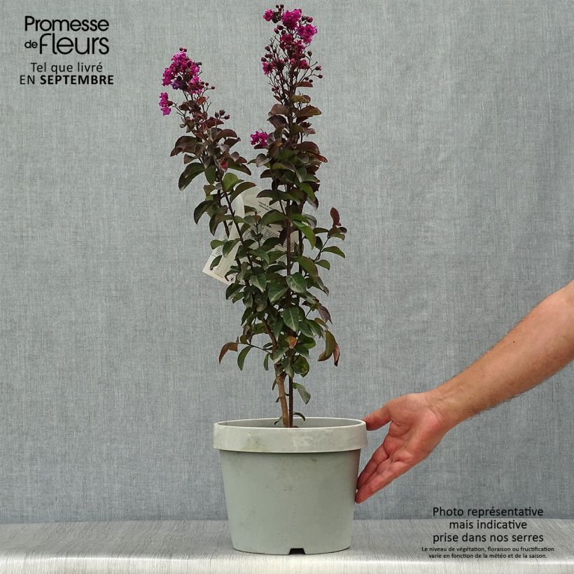 Lagerstroemia indica Rhapsody In Blue - Crape Myrtle 7.5L/10L pot sample as delivered in autumn