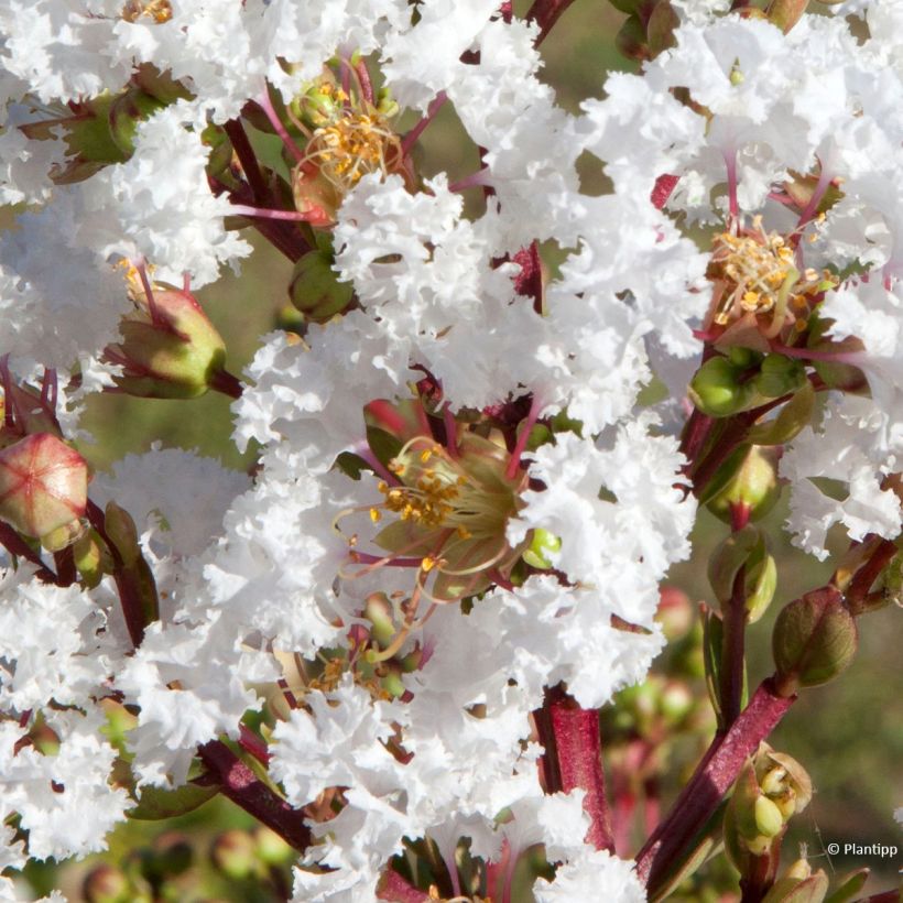 Lagerstroemia indica With Love Virgin - Crape Myrtle (Flowering)