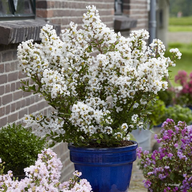 Lagerstroemia indica With Love Virgin - Crape Myrtle (Plant habit)