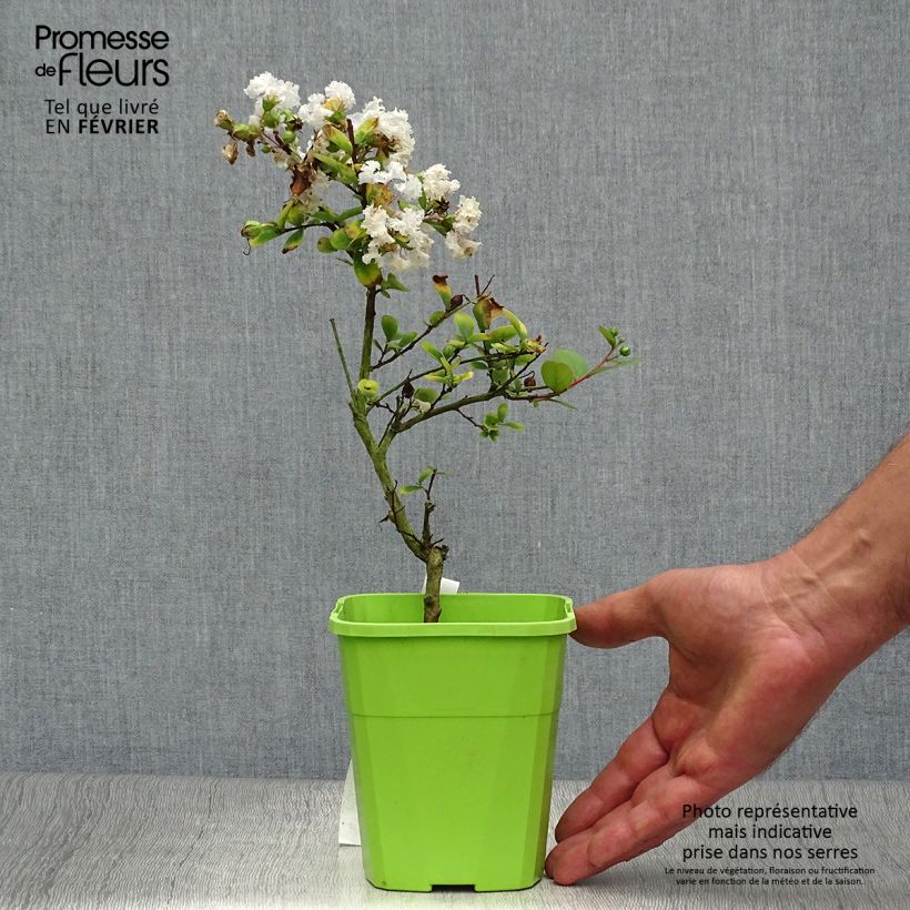 Lagerstroemia indica With Love Virgin - Crape Myrtle 3L/4L pot sample as delivered in autumn