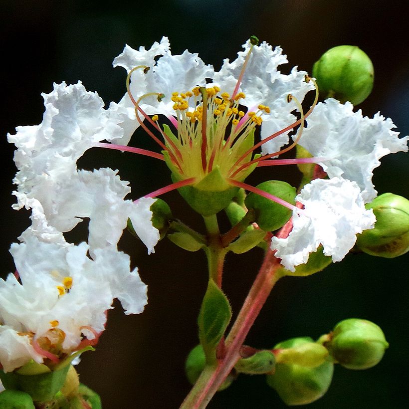 Lagerstroemia indica White Chocolate - Crape Myrtle (Flowering)