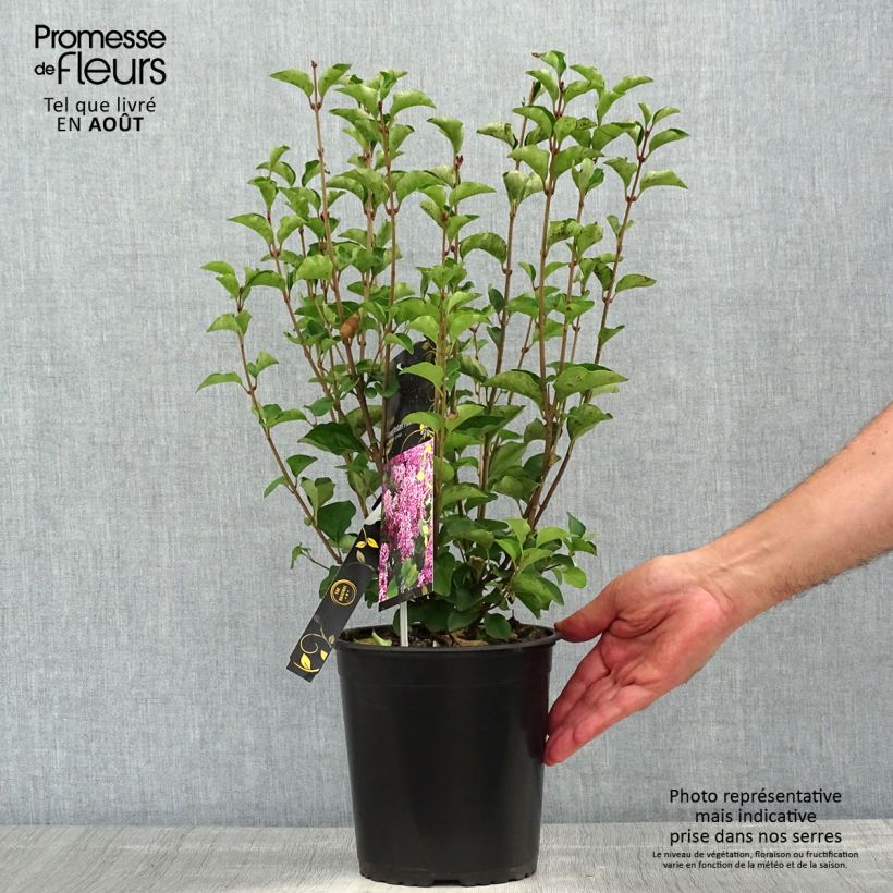 Syringa meyeri Flowerfesta Pink - Lilac 3L/4L pot sample as delivered in summer