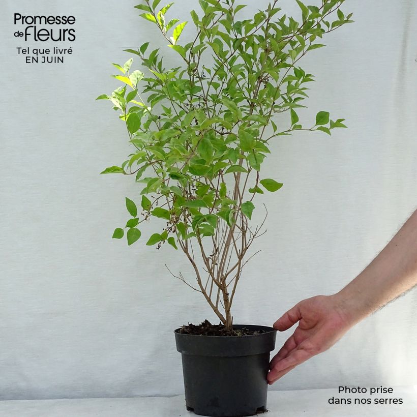 Syringa meyeri Flowerfesta White - Lilac 3L/4L pot sample as delivered in summer