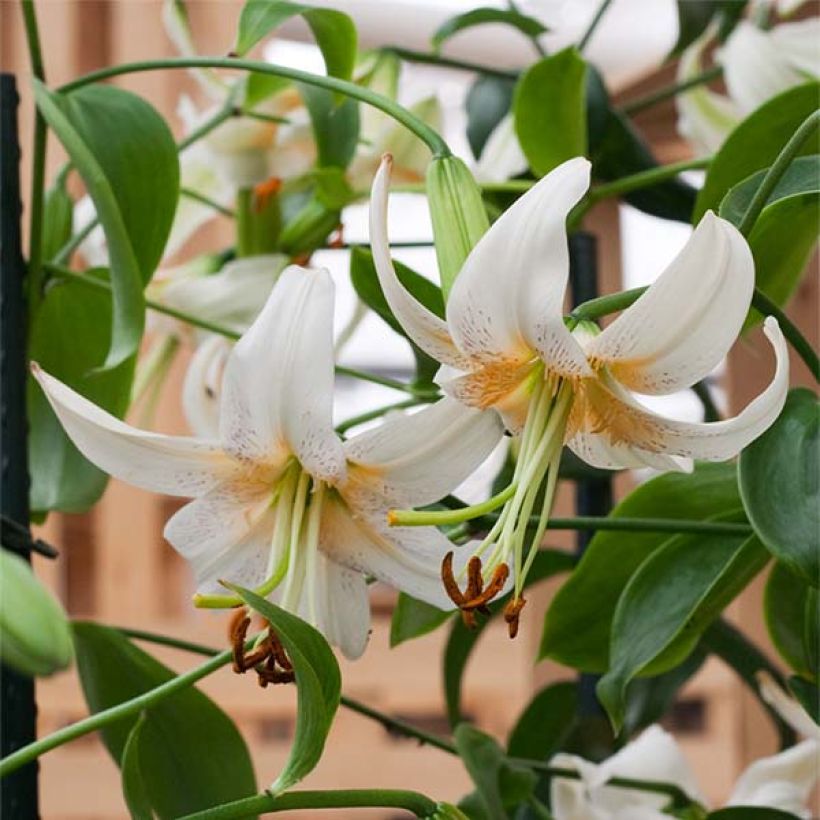 Lilium Lady Alice - Lily (Flowering)