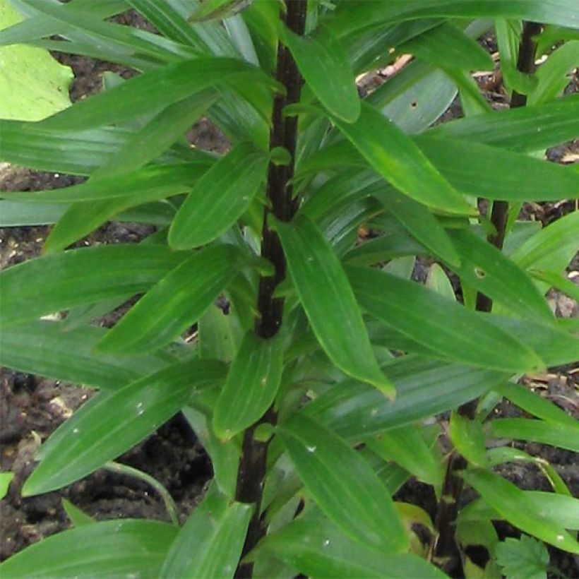 Lilium asiatica Landini - Lily (Foliage)