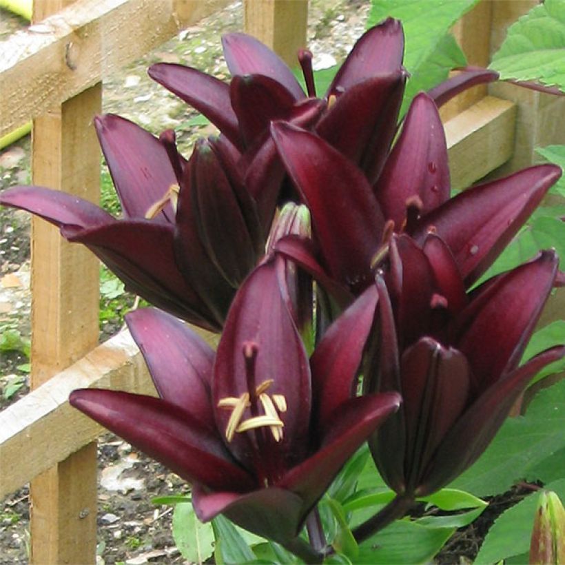 Lilium asiatica Landini - Lily (Flowering)