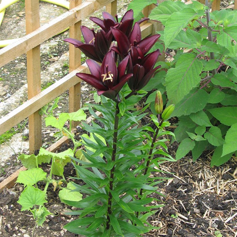 Lilium asiatica Landini - Lily (Plant habit)