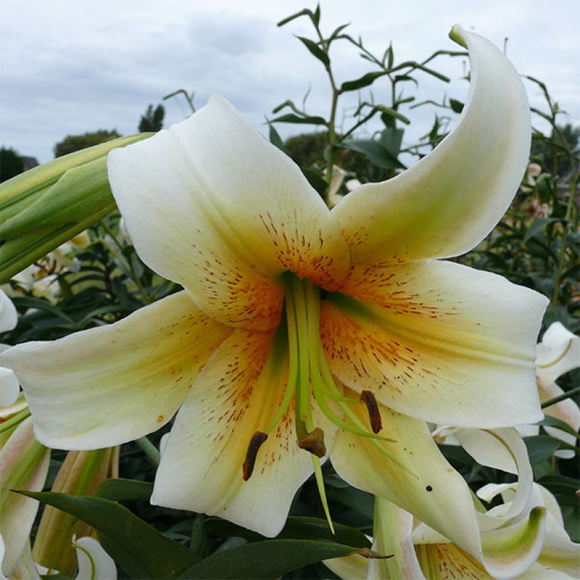 Lilium Mister Cas (Flowering)