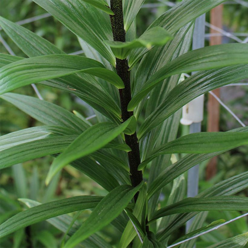 Lilium Purple Eye (Foliage)